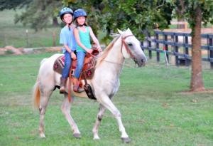 Well Trained Gelding Horse for adoption