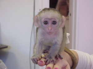 Adorable baby capuchin monkeys