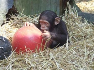 Adorable Baby Chimpazee