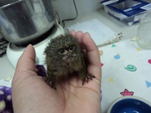 Cute baby Marmosets for Adoption