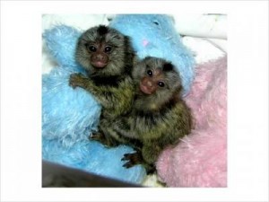 Cute Baby Marmosets For Adoption