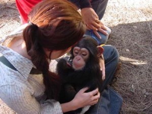 Baby Chimpanzee for Adoption 