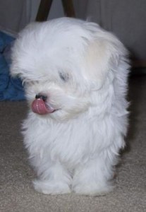 Quality Maltese puppieslooking for new home