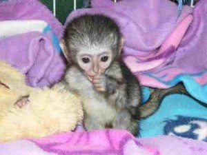 Charming Baby capuchin monkeys for adoption