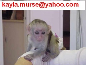 Lovely Baby Capuchin Monkey For Sale*