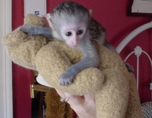 Affectionate Lovely Capuchin Monkey Babies* 