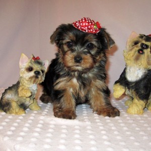 Male and Female Tea Cup Yorkie Puppies For Adoption-(please contact Urgent!!)