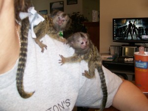 Pygmy marmoset monkeys available for adoption .