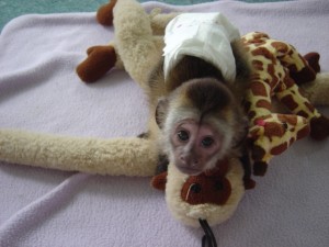 cute baby capuchin monkey seeking for new homes 