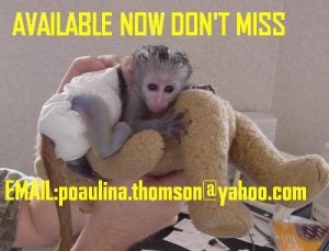 (FREE) ADORABLE CAPUCHINE MONKEY AVIALABLE NOW adorable baby male and female capuchin monkeys ready for good homes.All children 