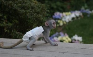 Lovely And Outstanding Capuchin Monkey for Re-Homing