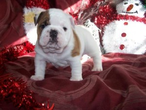 X MAS WELL TRAINED ENGLISH BULLDOG PUPPIES READY FOR ADOPTION