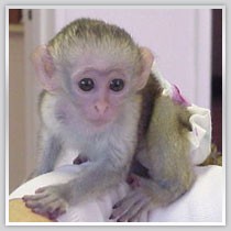 Quality X-mas baby Capuchin monkeys available for adoption email us for more details and pictures at {chrisepaul75@yahoo.com}