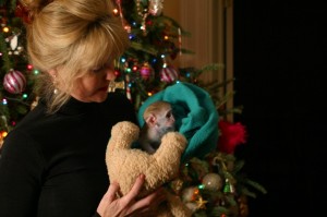  Pretty  Female Baby Capuchin Monkey For Sweet Xmas