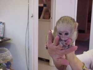 I Xmas  Lovely capuchin Babies Ready For their new homes for free