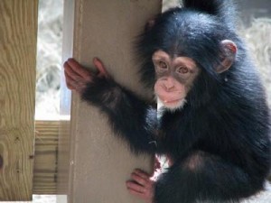  We are giving our Cute baby chimpanzee Monkeys for adoption to any pet loving and caring family no matter where ever they might