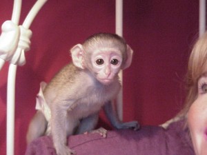 Adorable  lovely Capuchin monkeys for adoption(veronica_tah@yahoo.com)