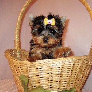 Sweet And Lovely Male and Female T-cup Yorkie Puppies For Xmas