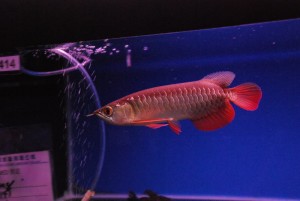 We are having Top super red arowanas fish and many others fish for sale