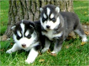 LOVELY SIBERIAN HUSKY PUPPIES FOR ADOPTION