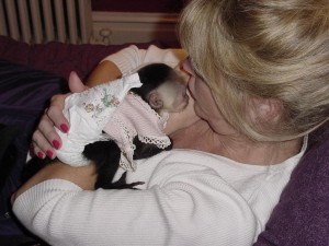 Baby Capuchin Monkeys for adoption 