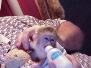 Registered male and female capuchin monkeys for adoption