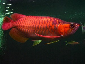 QUALITY SUPER RED AROWANA FISH AND OTHERS AVAILABLE FOR SALE