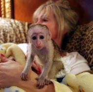 Registered male and female capuchin monkeys for adoption