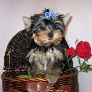 Xmas Healthy Tea Cup Yorkshire Terrier Puppies For Adoption!!