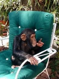 cute and adorable baby chimpanzee for free home adoption