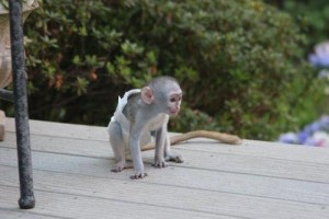 cute and adorable baby Capuchin monkey for adoption