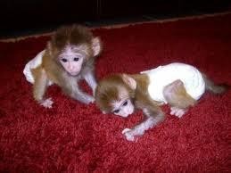 Gorgeous Baby Capuchin Monkeys For Adoption