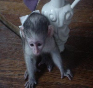 Female capuchin monkey for adoption (valintinerodrigo@yahoo.com)