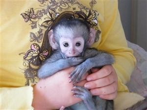 Pair of Lovely Male and Female Capuchin Baby Monkeys For Pet Homes
