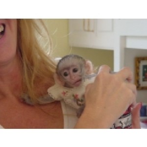 Healthy Adorable Capuchin Monkeys For Adoption 