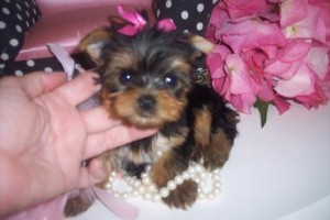 Adorable Yorkie Puppies For Adoption