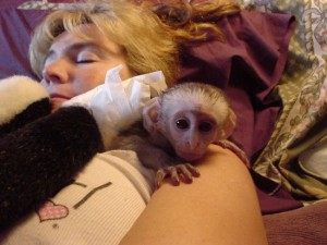 Capuchin monkey to give out for adoption