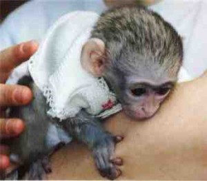  x-mas adorable male and female Babies Capuchin Monkeys For Adoption