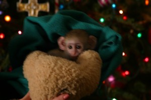 Two baby capuchin monkeys for x-mas