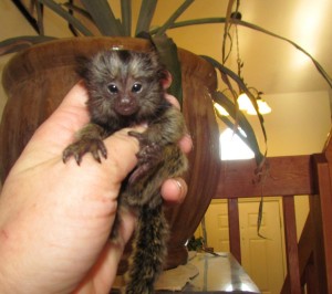 lovely marmoset monkeys for adoption