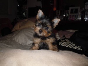 (mack_blondie@live.com)cute Yorkshire Terrier Puppies