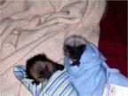 Pair of Marmoset monkeys for adoption