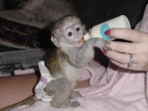 Gorgeous baby capuchin monkeys looking for a new home 