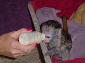 X-MASS Adorable female Capuchin Monkey For Adoption now!!!!!