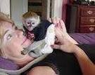 .this is the perfect gift of two cute capuchin monkeys we are offering to you all for Christmas 