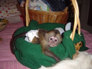 adorable white face female baby capuchin monkey available for adoption