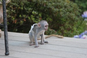 Available Baby Capuchin Monkey (serah_eve2009@yahoo.com)