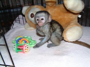 I am giving my Cute baby Capuchin Monkeys For Adoption (miriasilva86@yahoo.com)