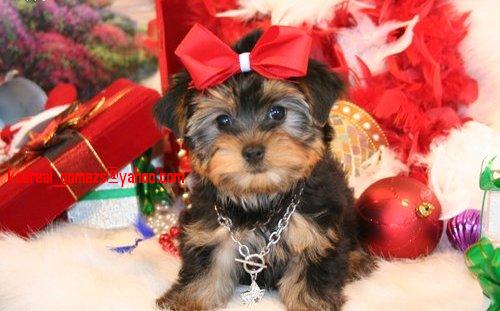 Adorable Yorkie Puppy for Adoption