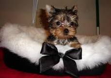 yorkie puppy for x_mass